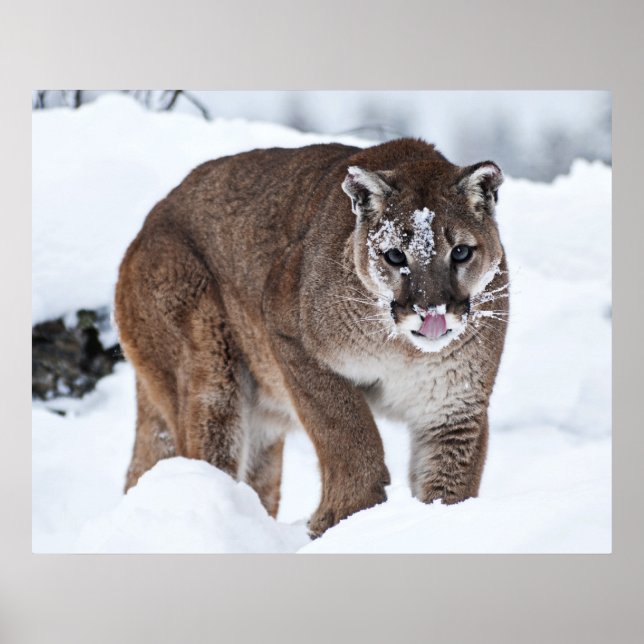 Mountain Lion in the Snow Poster (Front)