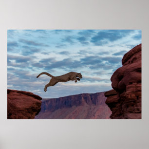 Mountain Lion Jumping Morning Skyjump,lion,animal, Poster
