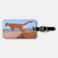 Mountain Lion