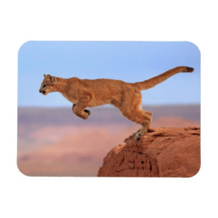Mountain Lion Magnet