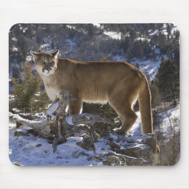 Mountain Lion Mouse Pad (Front)
