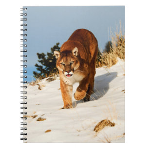 Mountain Lion on snowy hill Notebook