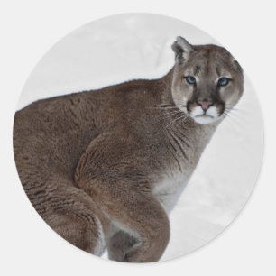 Mountain Lion on the Go Classic Round Sticker