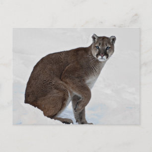 Mountain Lion on the Go Postcard