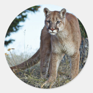 Mountain Lion on the Mountain Classic Round Sticker