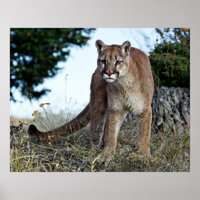 Mountain Lion on the Mountain Poster (Front)