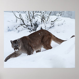 Mountain Lion on the Prowl Poster