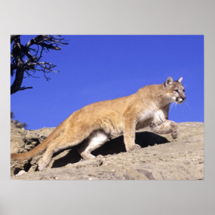 Mountain Lion on the Stalk Print
