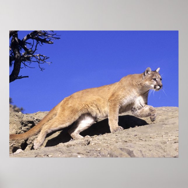 Mountain Lion on the Stalk Print (Front)