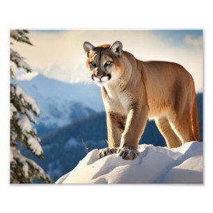 Mountain Lion Photo Print