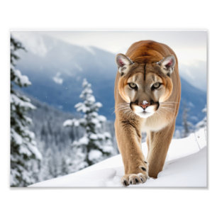 Mountain Lion Photo Print