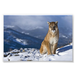 Mountain Lion Photo Print