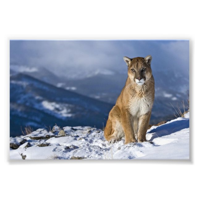 Mountain Lion Photo Print (Front)