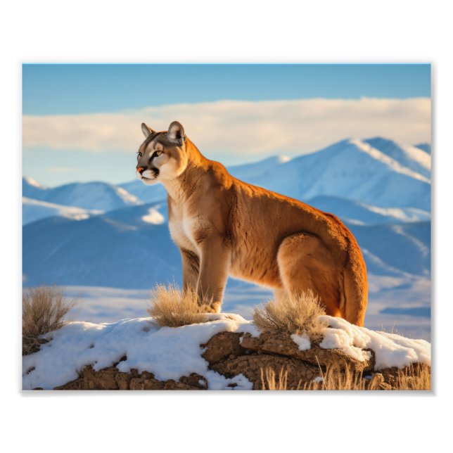 Mountain Lion Photo Print (Front)