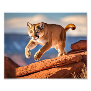 Mountain Lion Photo Print