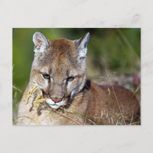 Mountain Lion Playing with the Flowers Postcard