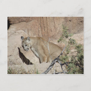 Mountain Lion Postcard