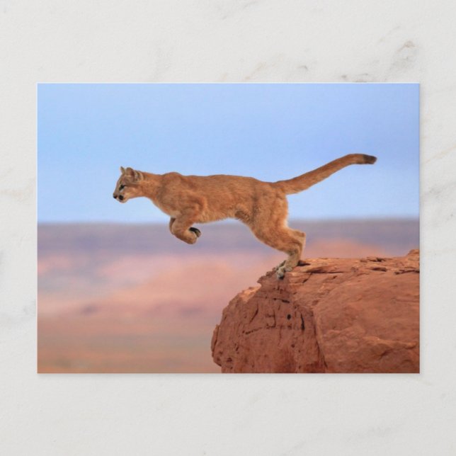 Mountain Lion Postcard (Front)