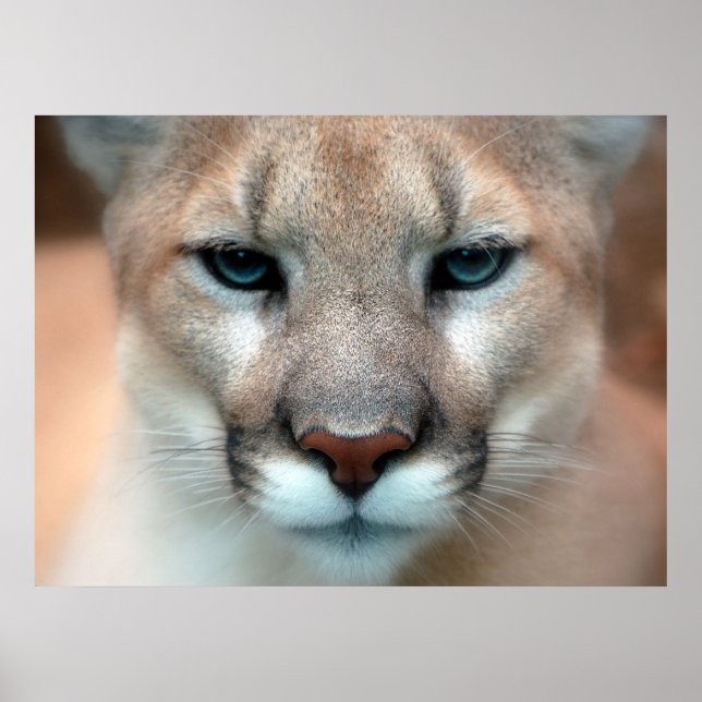 Mountain Lion Poster (Front)