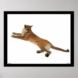 Mountain Lion Poster