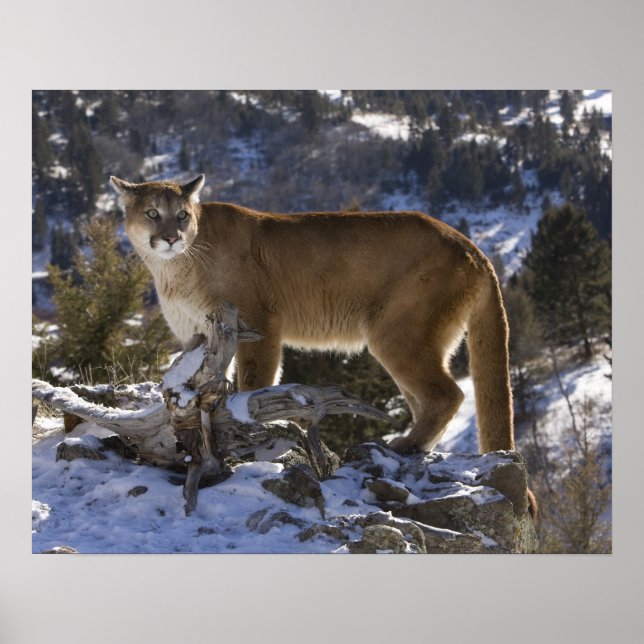 Mountain Lion Poster (Front)