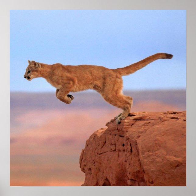 Mountain Lion Poster (Front)