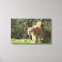 Mountain Lion Puma Cougar Canvas