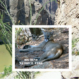 Mountain Lion Relaxing in Shade. Big Bend NP Postcard