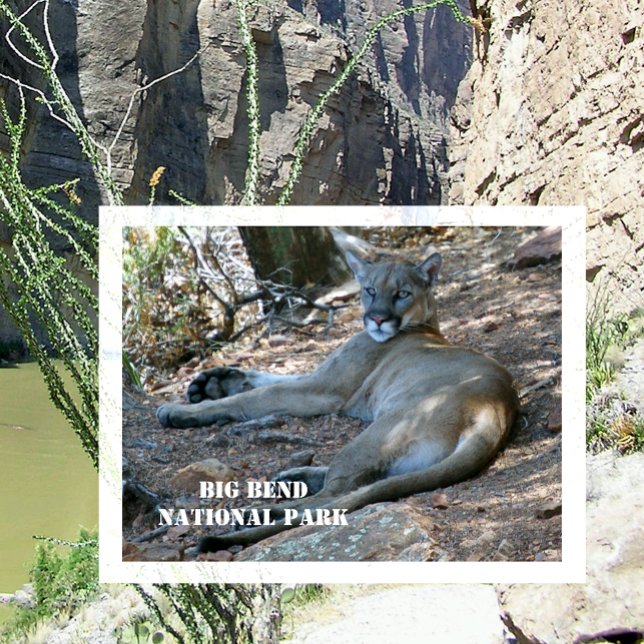 Mountain Lion Relaxing in Shade. Big Bend NP Postcard (Creator Uploaded)