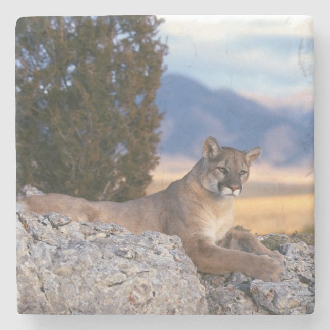 Mountain Lion Stone Coaster (Front)