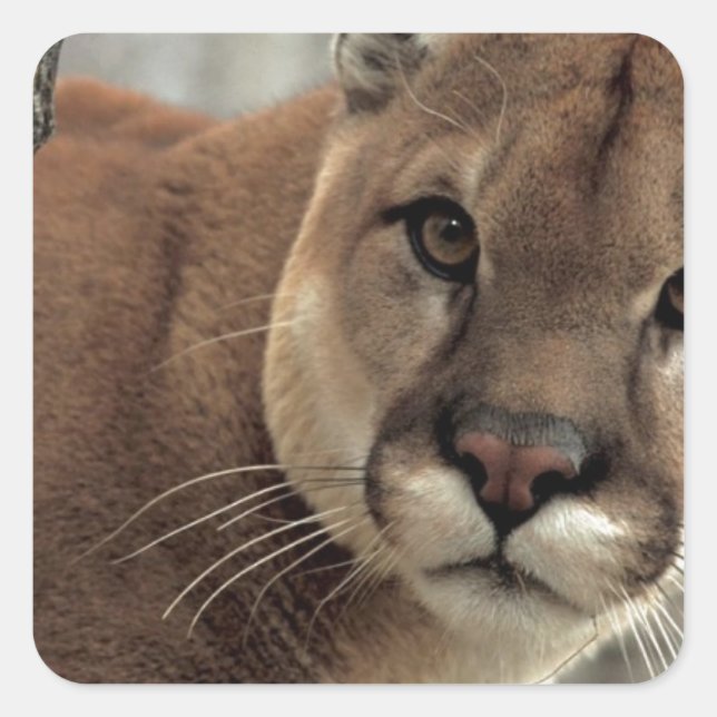 Mountain Lion Striking a Pose Square Sticker (Front)
