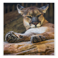 Mountain Lion Wildlife Wall Art Photo Nature Print