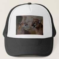 Mountain lions in love