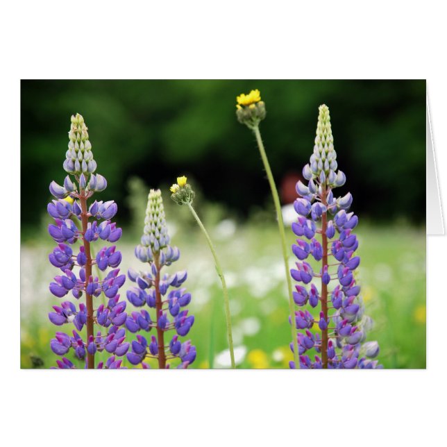 Mountain Lupine Card (Front Horizontal)