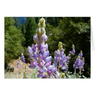 Mountain Lupins at Yosemite