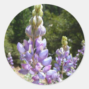 Mountain Lupins at Yosemite Classic Round Sticker