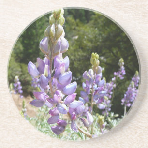 Mountain Lupins at Yosemite Coaster