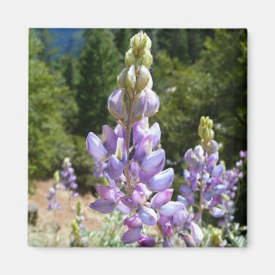 Mountain Lupins at Yosemite Magnet