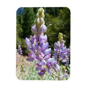 Mountain Lupins at Yosemite Magnet