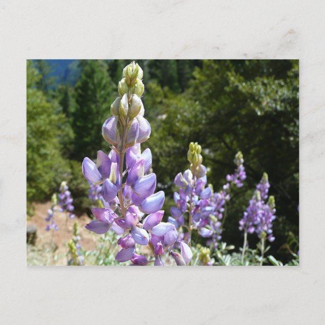 Mountain Lupins at Yosemite Postcard (Front)
