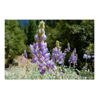Mountain Lupins at Yosemite Poster