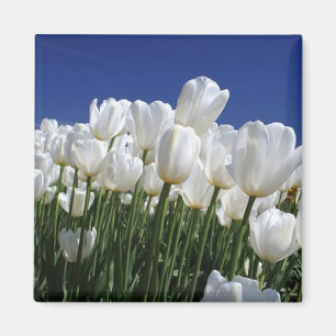 Mountain of Tulips on a perfect blue sky Magnet