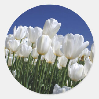 Mountain of white tulips against a blue sky classic round sticker