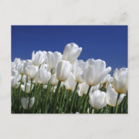 Mountain of white tulips against a blue sky