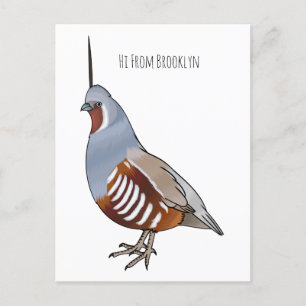 Mountain quail bird cartoon illustration  postcard