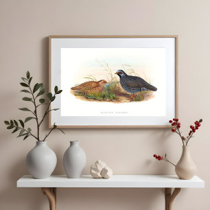 Mountain Quail Bird Illustrations Poster