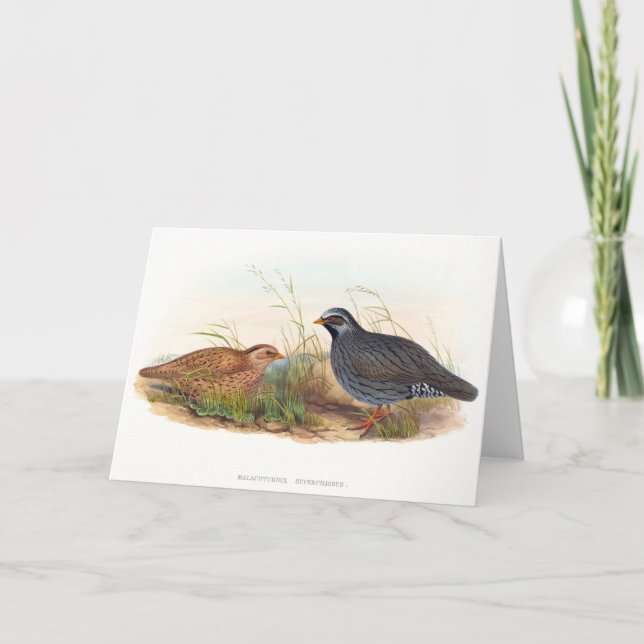 Mountain Quail - Birds,   Card (Front)