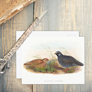 Mountain Quail - Birds Postcard