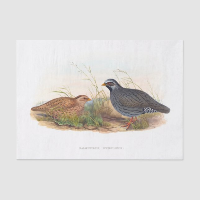 Mountain Quail Decoupage Tissue Paper (Front)