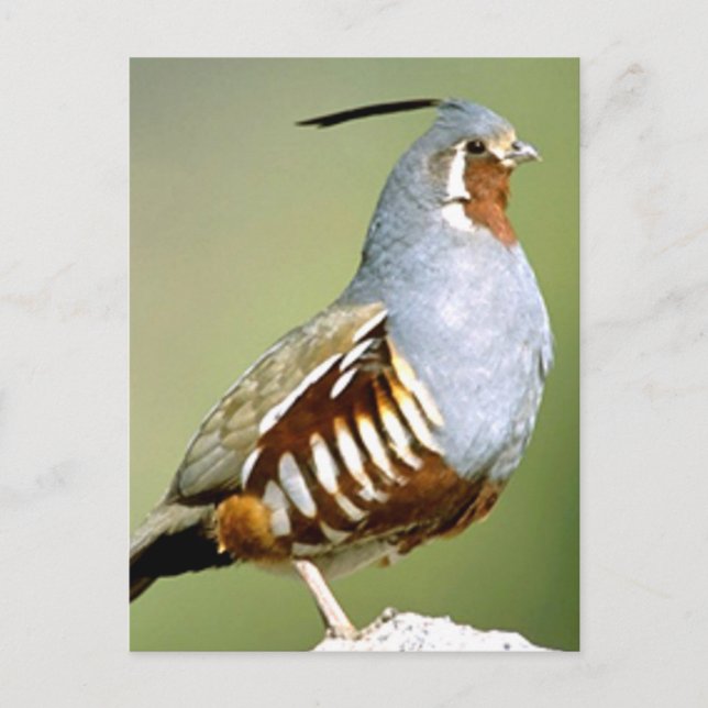 Mountain Quail Postcard (Front)
